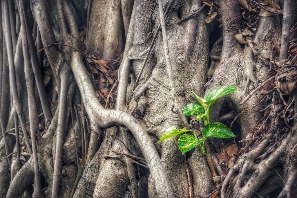 L'homme qui parle avec les plantes